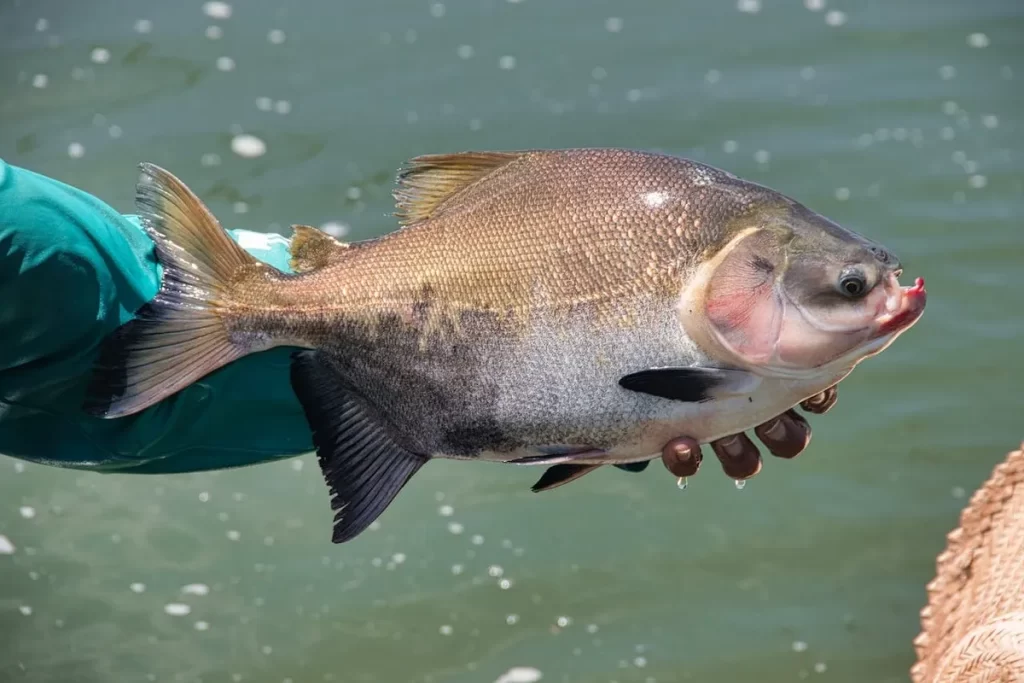 Um grande peixe piauçu de coloração prateada e detalhes em tons de marrom sendo segurado por uma mão com luva verde, com água escura e um cesto de pesca parcialmente visível ao fundo.