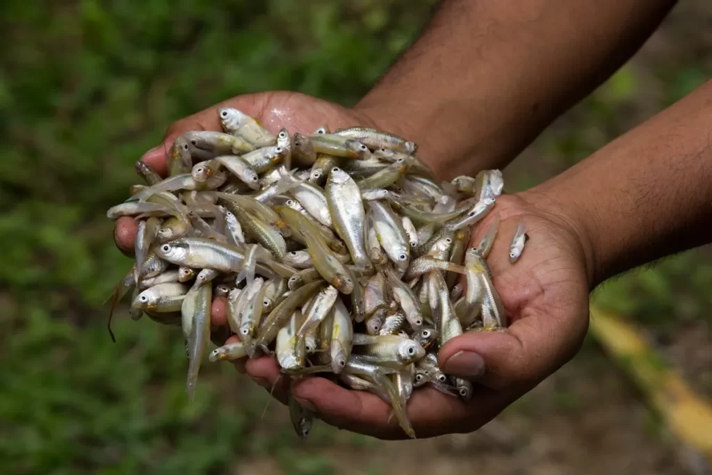 Duas mãos morenas segurando uma grande quantidade de pequenos peixes prateados, com um fundo desfocado de vegetação verde.