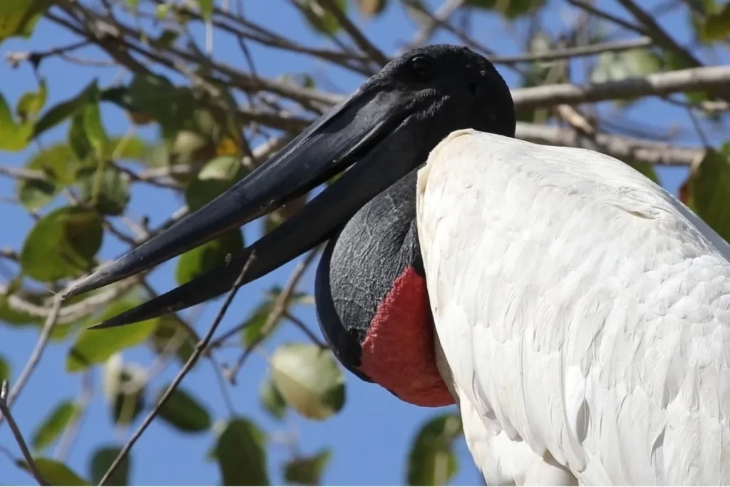 Tuiuiú com plumagem branca e papo vermelho em árvore no Pantanal MS.