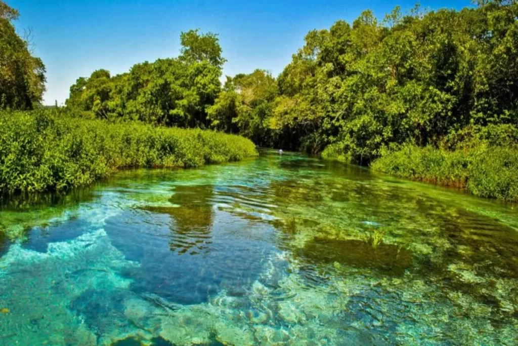 Uma vista de um rio de águas cristalinas com reflexos da vegetação densa das margens. A imagem destaca a beleza da natureza, uma das principais características do Pantanal.