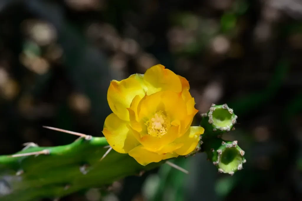 Uma flor amarela vibrante com um centro delicado florescendo em um cacto de cor verde-clara, com espinhos, em um fundo escuro e desfocado. A imagem representa uma das espécies da flora do Cerrado.