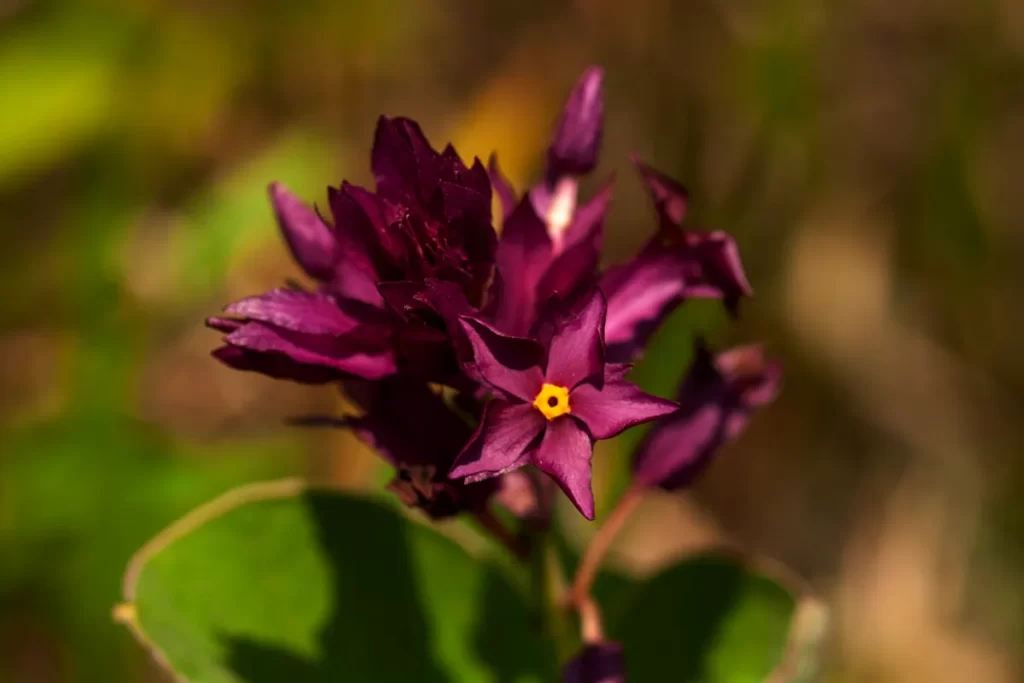 Uma flor de cor roxa intensa com um centro amarelo, cercada por outras flores e botões, em um fundo desfocado. A imagem destaca uma das espécies da rica flora do Cerrado.