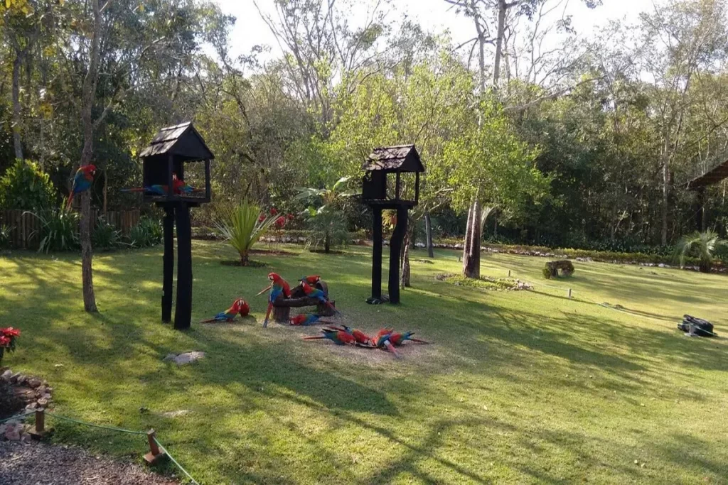 Um grupo de araras-vermelhas em um gramado verde, aproveitando o tempo ensolarado em Bonito, Mato Grosso do Sul.