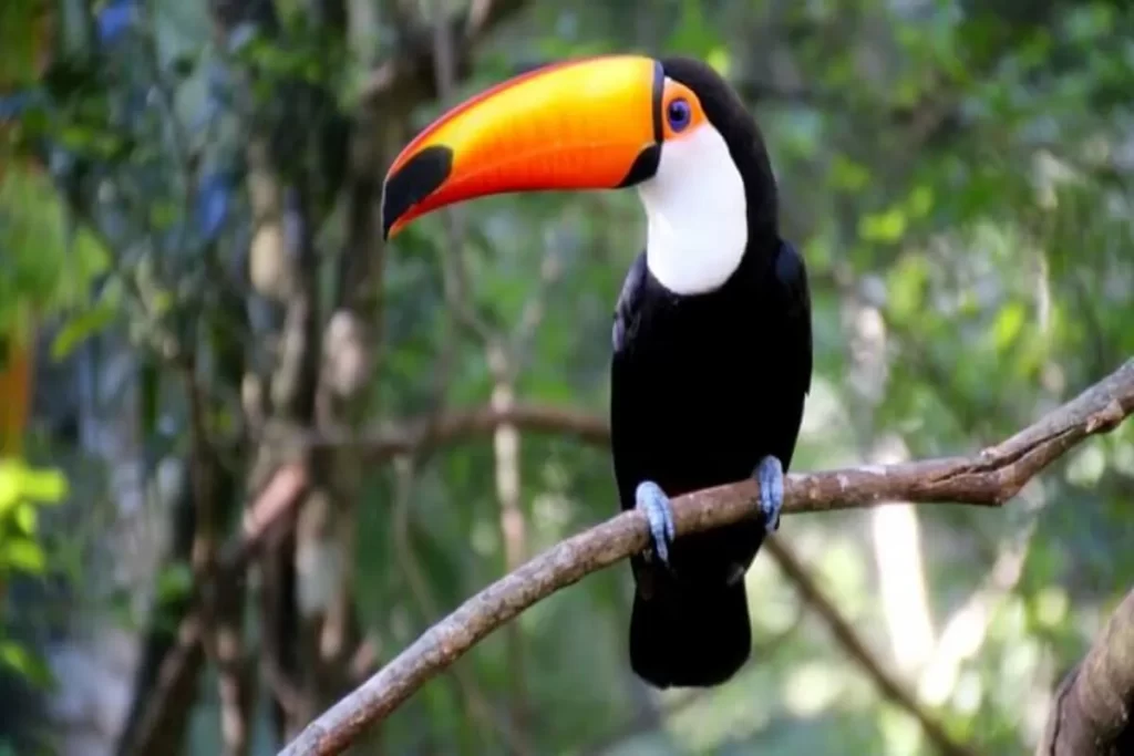 Tucano-toco com bico laranja pousado em galho na mata de Bonito, Mato Grosso do Sul.