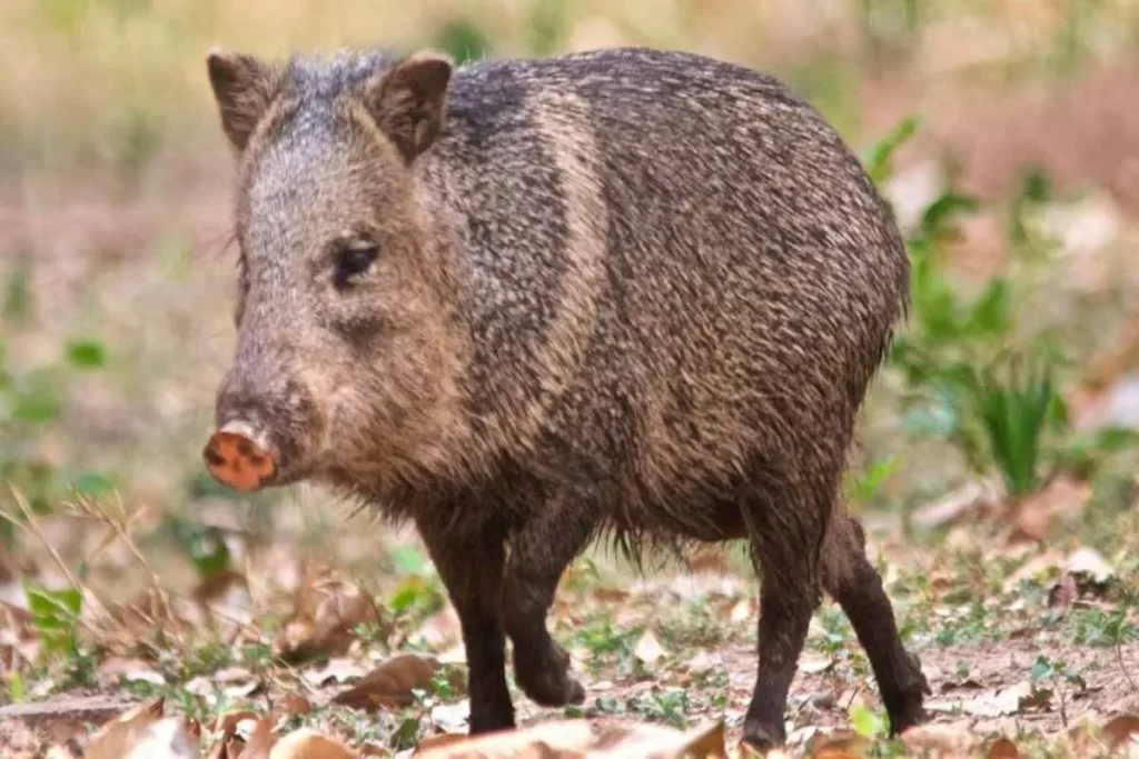 Foto de corpo inteiro de um cateto (pecari-de-colar) com pelagem grisalha e cerdas, caminhando sobre um chão de folhas e vegetação seca na floresta.