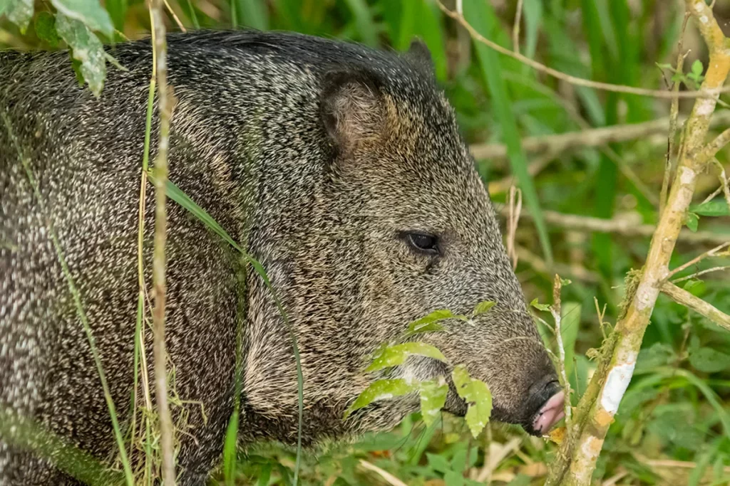 Close-up de um cateto (pecari-de-colar) com pelagem cinza-escura e cerdas, de perfil, em meio a folhagem e galhos verdes.