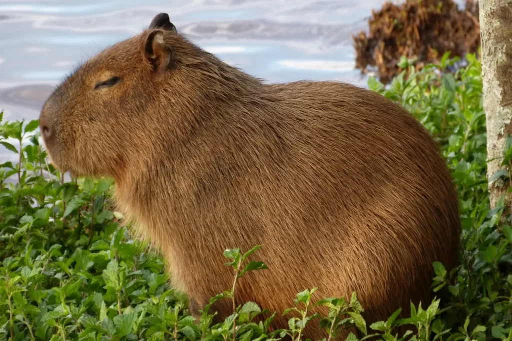 Capivara descansando às margens de um rio no Pantanal, cercada por vegetação verde.