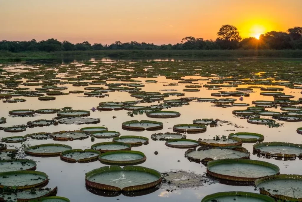 Um pôr do sol dourado sobre um lago no Pantanal, um bioma com uma vasta área de vegetação aquática, incluindo nenúfares gigantes.