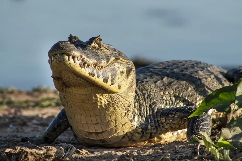 Um jacaré-do-pantanal (Caiman crocodilus yacare) deitado na margem de um rio no Pantanal, um bioma repleto de vida selvagem.