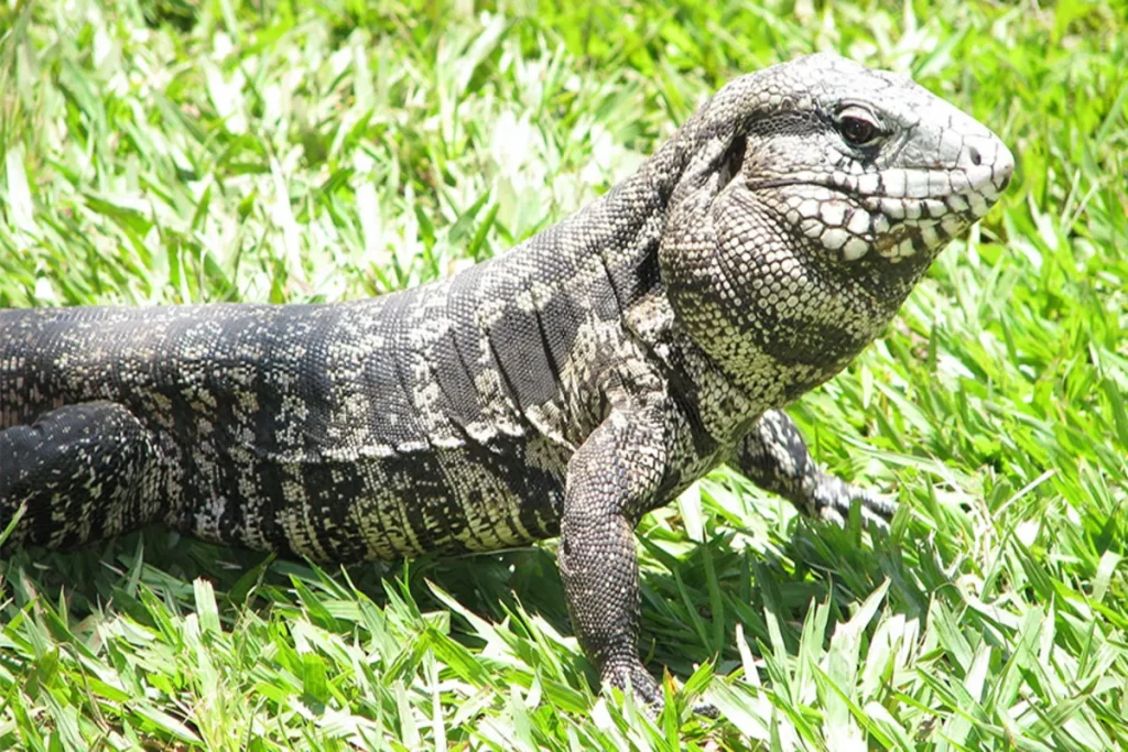 Close-up lateral de um lagarto Teiú em meio à grama verde, com a cabeça e o corpo cobertos por um padrão de escamas pretas, brancas e cinzentas. O réptil está alerta, com a boca fechada, olhando para o lado direito.