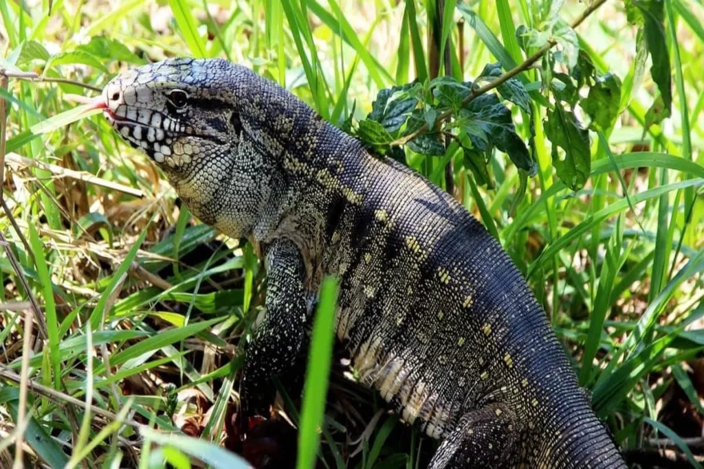 Close-up lateral de um lagarto Teiú adulto (Tupinambis) em meio à grama e folhagens, exibindo sua pele escamada preta, amarela e branca e a língua vermelha projetada para fora, em seu habitat natural.