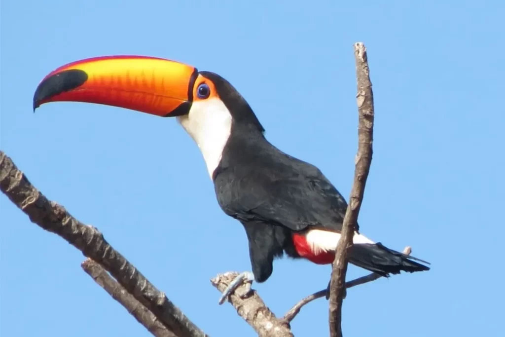 Tucano-toco com bico laranja pousado em galho contra o céu azul em Bonito MS.