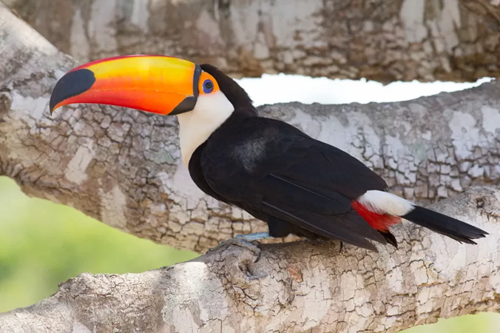 Tucano-toco pousado em galho robusto com plumagem preta e bico laranja em Bonito MS.