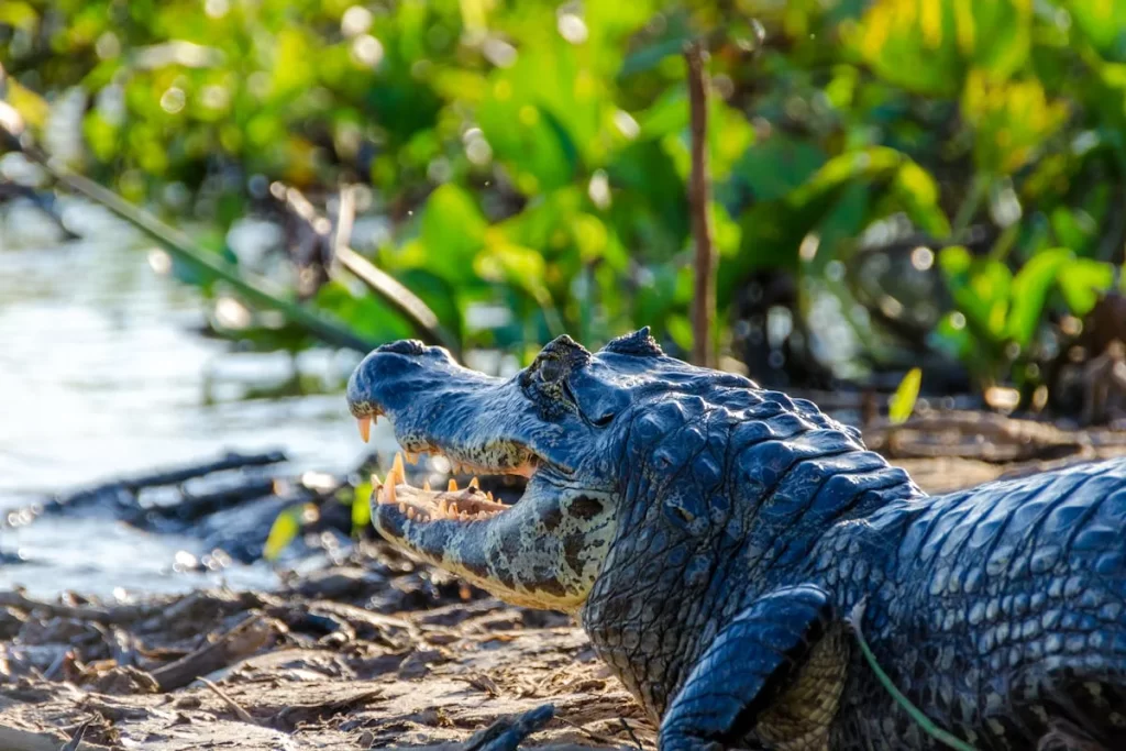 Trem do Pantanal: análise do passeio, experiências e dicas práticas 2 2 1
