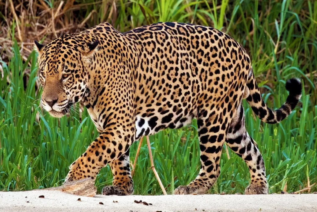Onça-pintada (Panthera onca) caminhando pela margem de um rio, com vegetação de grama alta verde ao fundo no Pantanal.