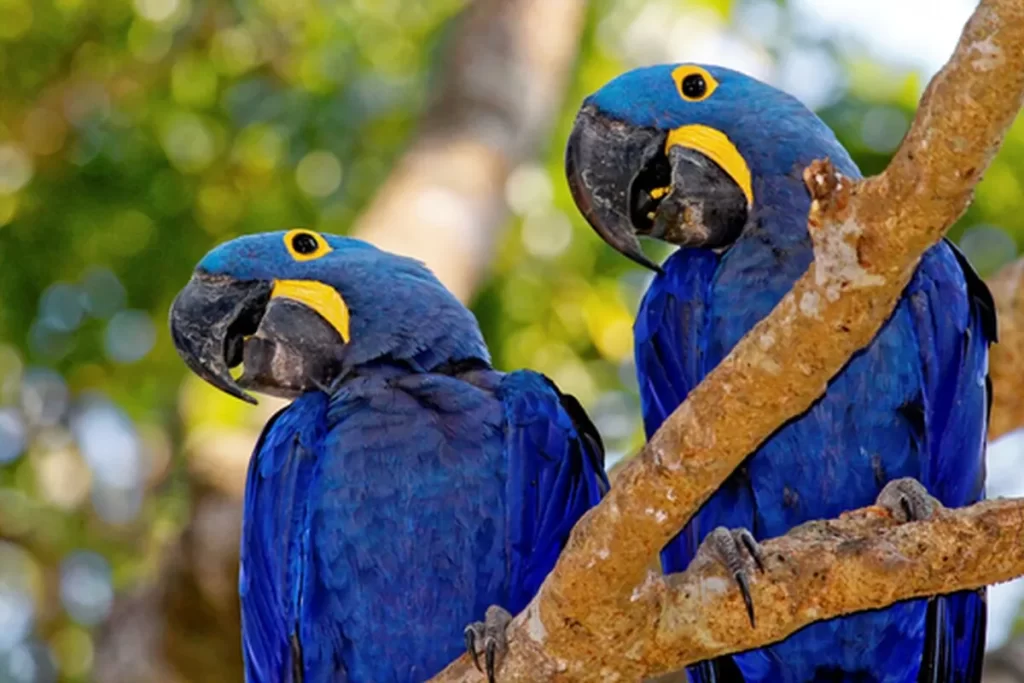 Duas araras-azuis-de-lear empoleiradas em um galho, com folhagem verde borrada ao fundo.