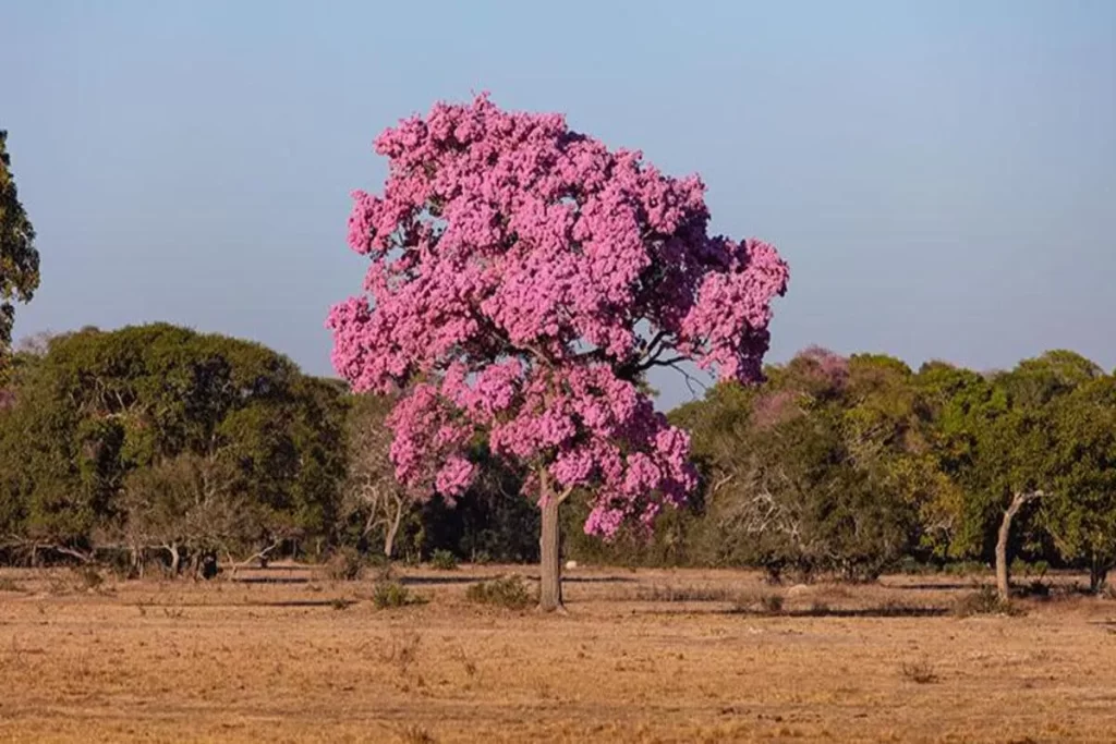 Uma vista panorâmica de uma área do Pantanal durante a estação seca (ou outono), com a vegetação rasteira e o campo em tons de marrom e bege. No centro, destaca-se uma majestosa árvore de Ipê (provavelmente Ipê-rosa), coberta por flores vibrantes e rosas, sob um céu azul claro. A imagem representa a resistência e a beleza da flora no Pantanal e no Cerrado brasileiro.