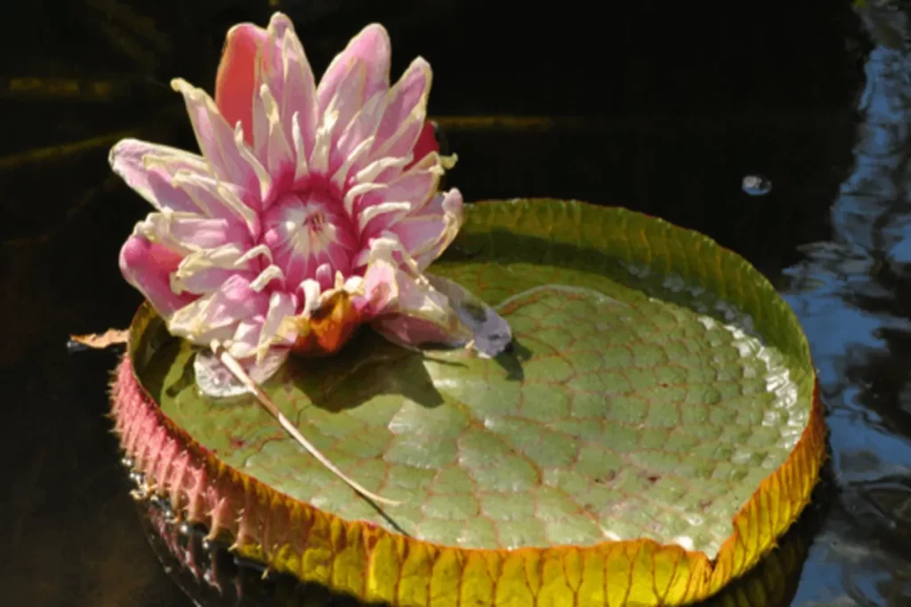 Um close-up de uma Vitória Régia (Victoria amazonica) flutuando em água escura. A planta aquática exibe uma grande folha circular com bordas levantadas e uma flor de tons rosa e branco em plena floração no centro. A folha tem uma textura nervurada distinta e bordas avermelhadas. A imagem destaca a riqueza e a biodiversidade da flora no Pantanal e em outros biomas aquáticos do Brasil.