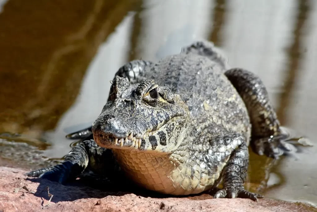Um close-up de um jacaré-do-pantanal (Caiman yacare), em uma postura de repouso ou alerta, parcialmente submerso na água e deitado em uma área rochosa ou de terra na margem. O réptil apresenta sua cabeça larga com os olhos na parte superior, e dentes visíveis. A luz solar realça a textura da sua pele escamosa. A imagem captura um momento da fauna selvagem do Pantanal.