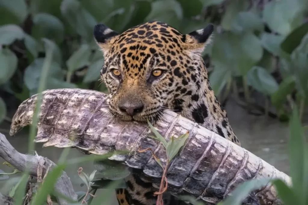Close-up de uma majestosa onça-pintada (Panthera onca) com pelo manchado e olhos amarelos, mordendo a cauda de um jacaré que ela capturou, apoiada sobre um tronco em meio à vegetação aquática do Pantanal.
