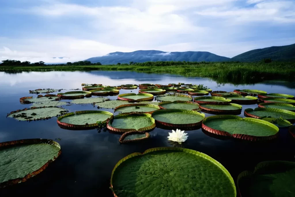 Uma vasta lagoa no Pantanal ou região de transição, coberta por grandes folhas circulares de Vitória Régia (Vitória Amazônica). As folhas exibem bordas levantadas e contrastam com uma única flor branca aberta em primeiro plano. Ao fundo, uma montanha coberta por vegetação nativa se eleva. A imagem capta a exuberância e a biodiversidade da vegetação pantanal aquática.