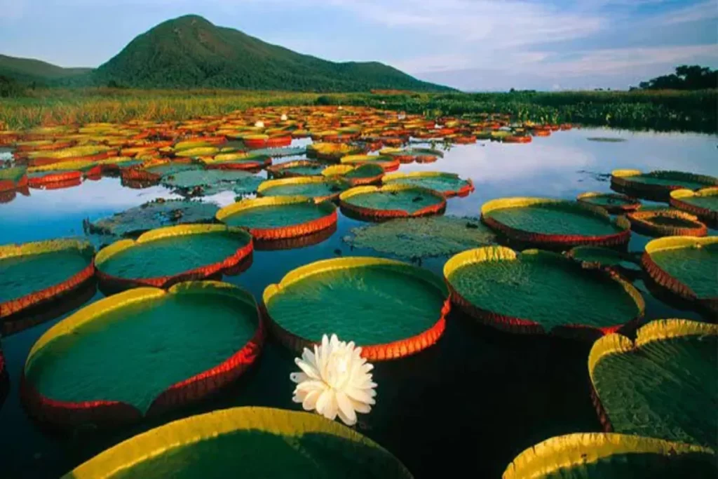 Uma vasta lagoa ou baía com uma densa cobertura de folhas de Vitória Régia (Victoria amazonica), que apresentam grandes folhas circulares com bordas levantadas em tons de verde, amarelo e vermelho. Uma única flor branca está visível em primeiro plano. Ao fundo, eleva-se uma montanha coberta de vegetação, em contraste com o céu azul. A imagem mostra a exuberante vegetação pantanal na fronteira com o Cerrado.