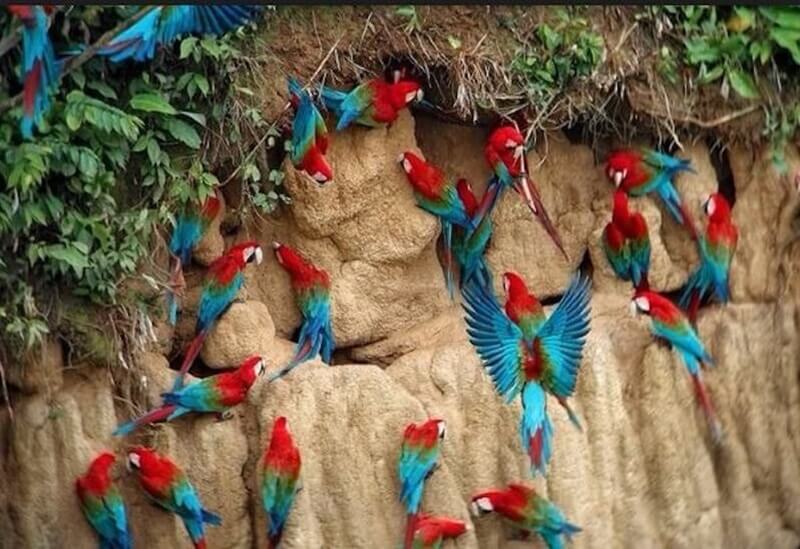 Bonito com bebês: como aproveitar a viagem 2 buraco araras 1 1