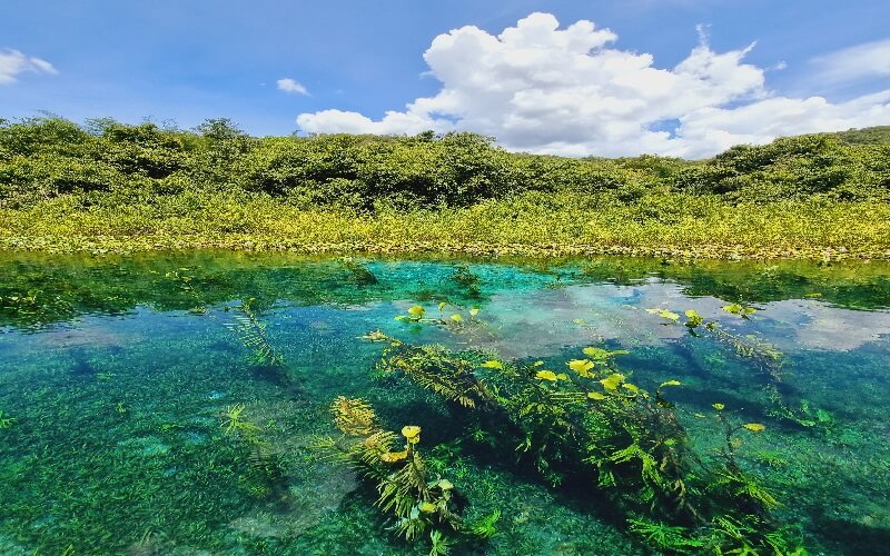 Conheça o fervedouro em Bodoquena MS: 5 fervedouro rio azul