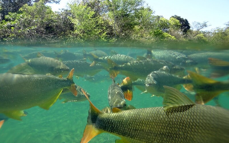 piraputanga bonito ms